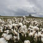 Sommer auf Fair Isle, Shetland