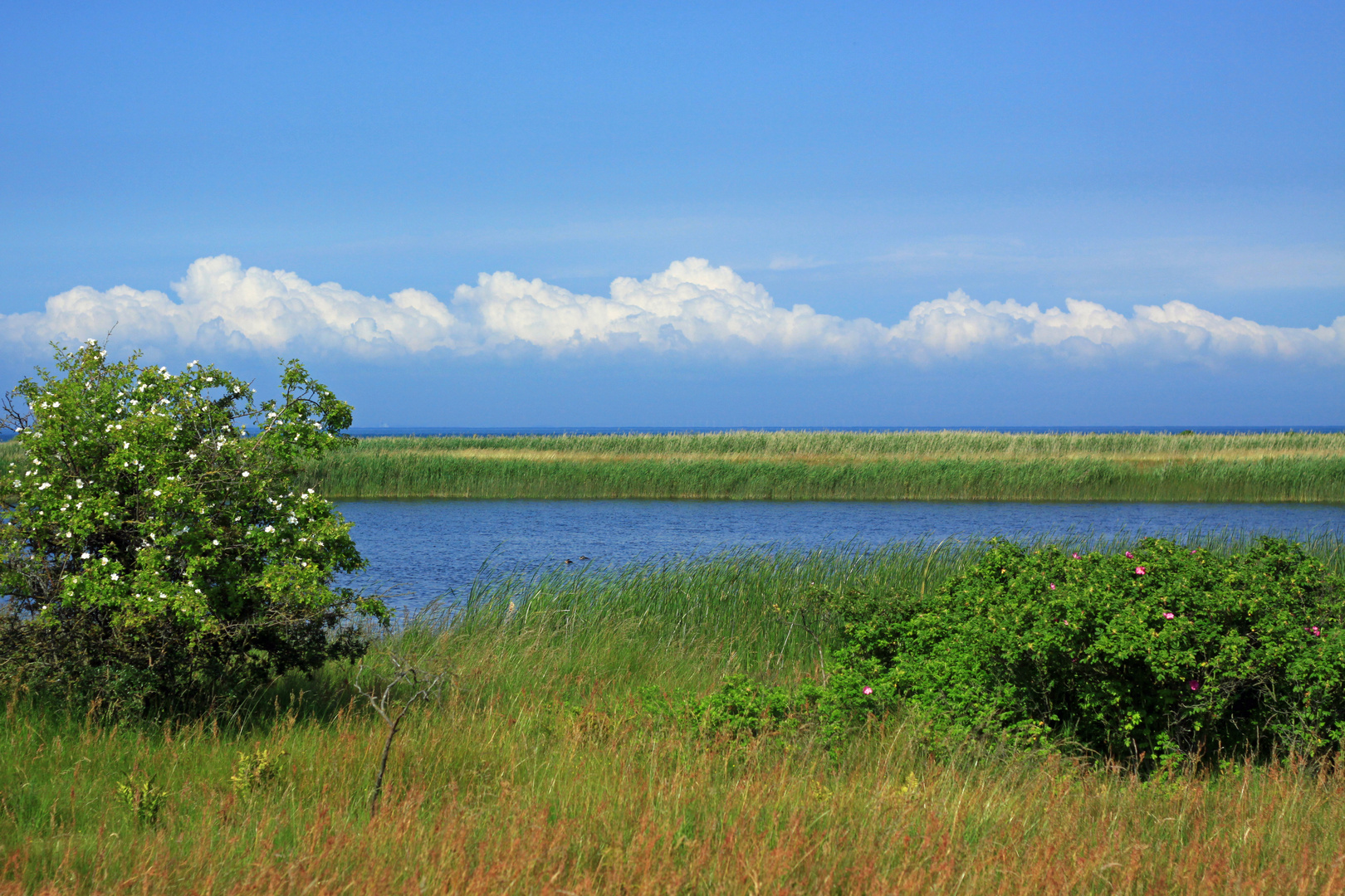 Sommer auf Fehmarn 2010