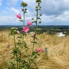 Sommer auf Halde Hoheward 2