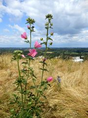 Sommer auf Halde Hoheward 2