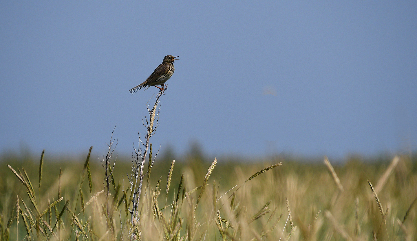 Sommer auf Hallig Hooge