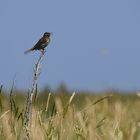 Sommer auf Hallig Hooge