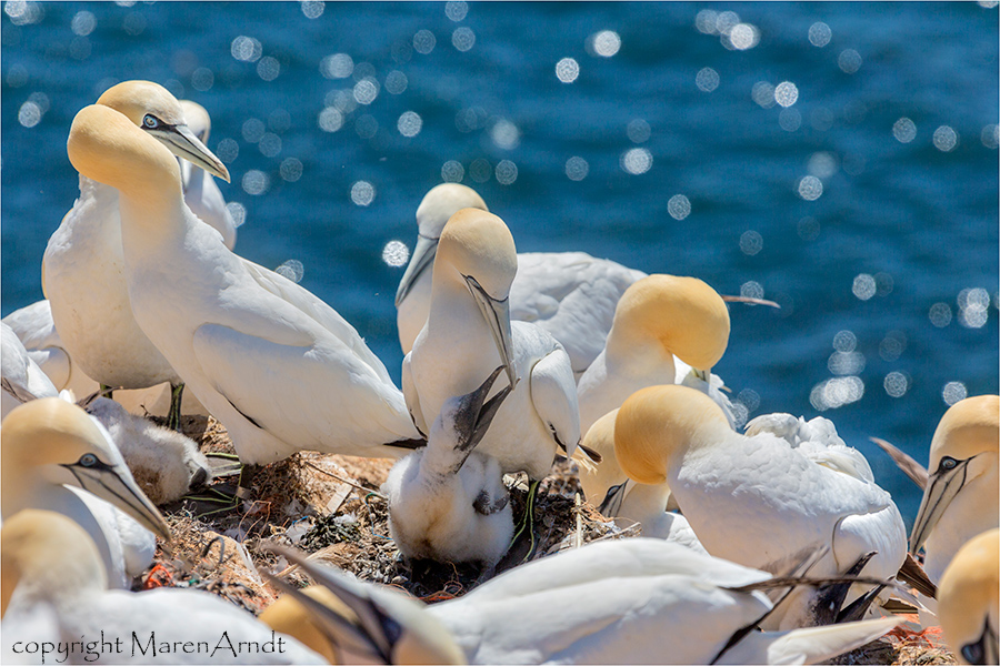 Sommer auf Helgoland