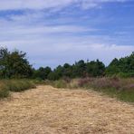 Sommer auf Hiddensee II