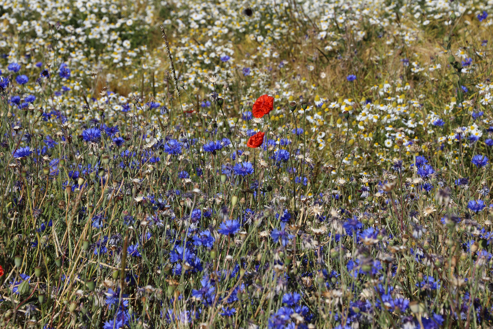 Sommer auf Rügen