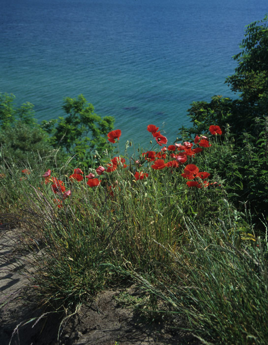 Sommer auf Rügen