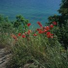 Sommer auf Rügen