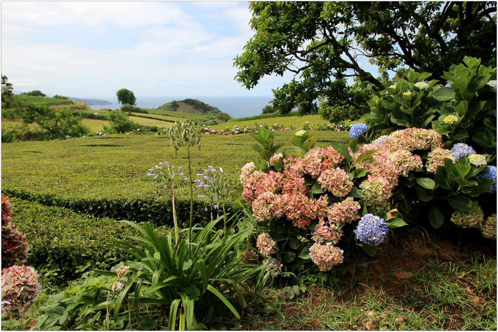 Sommer auf Sao Miguel, der vielleicht bekanntesten Azoreninsel