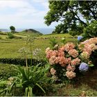 Sommer auf Sao Miguel, der vielleicht bekanntesten Azoreninsel