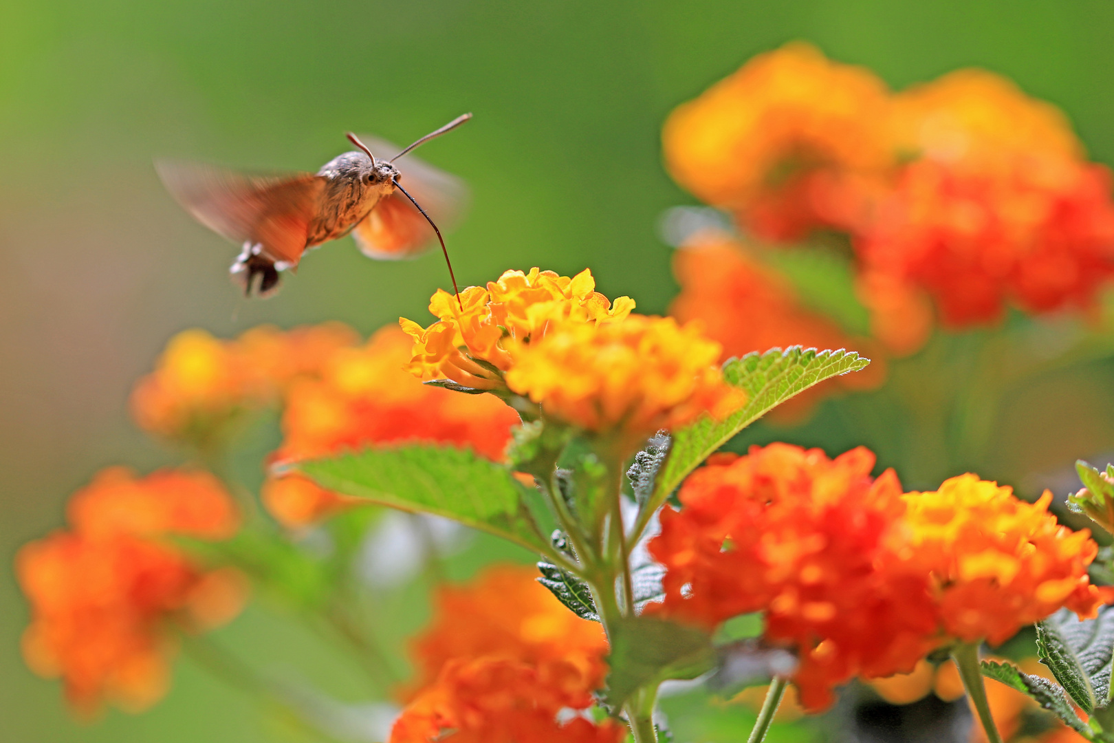 Sommer auf Terrassien