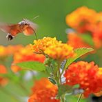 Sommer auf Terrassien