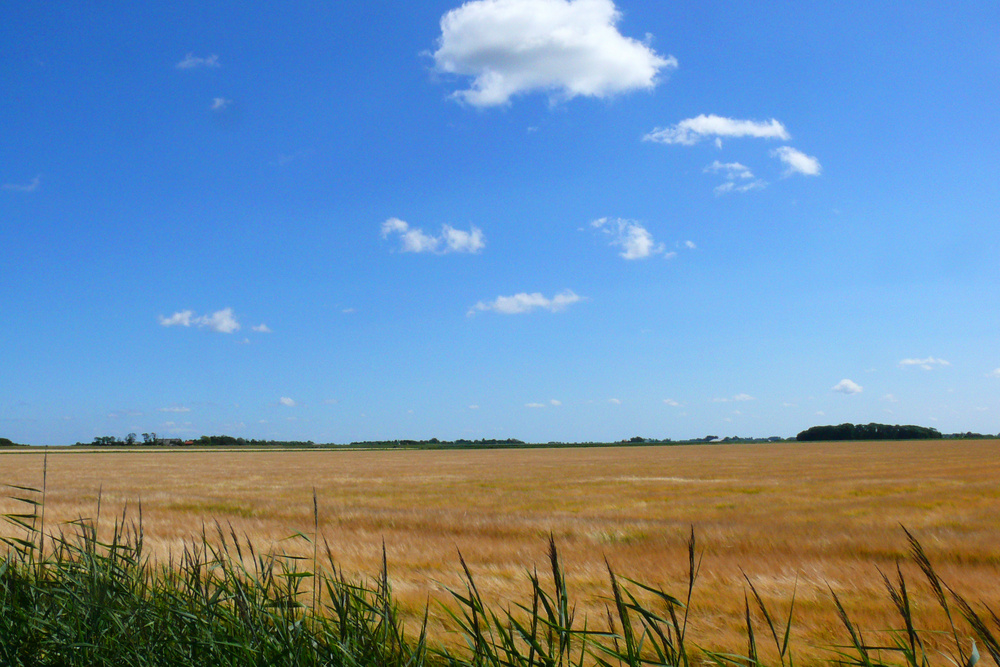 Sommer auf Texel