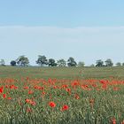 Sommer auf Usedom