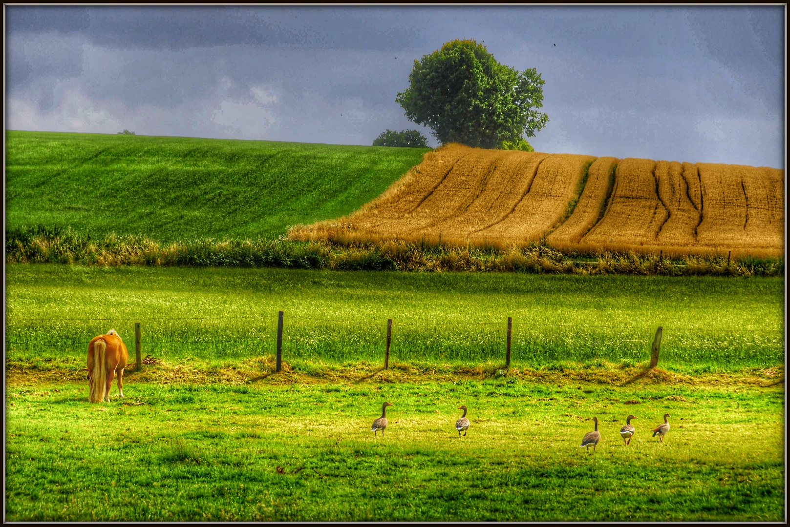 Sommer auf Wiesen und  Feldern