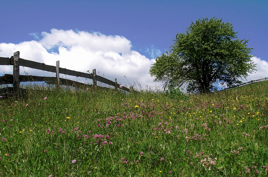 Sommer