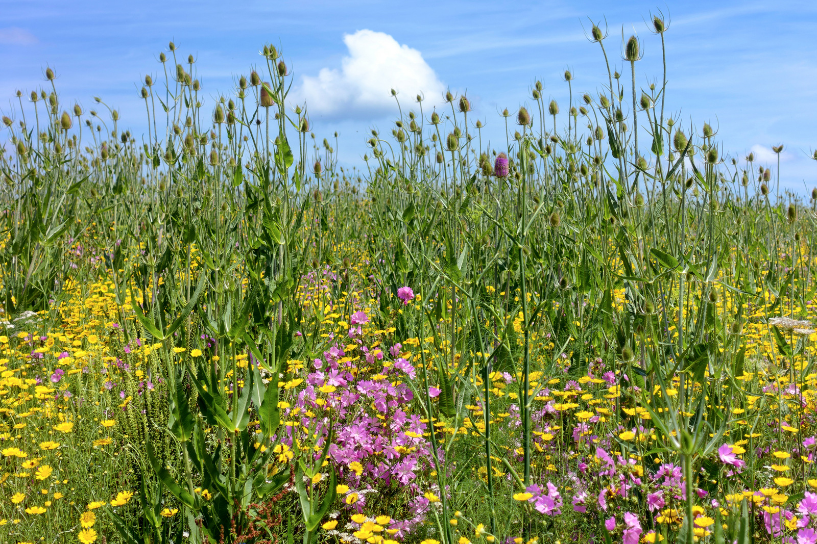 Sommer 