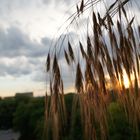 Sommer ..Balkon Foto 