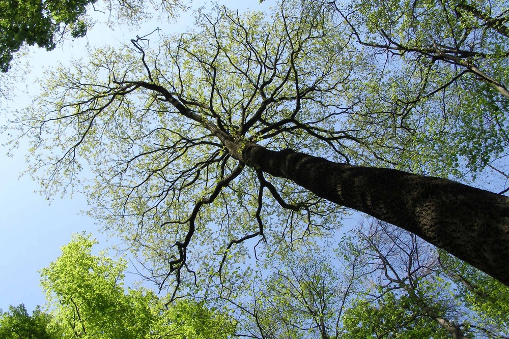 Sommer-Baum