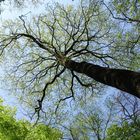 Sommer-Baum