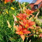 Sommer bei mir zu Haus