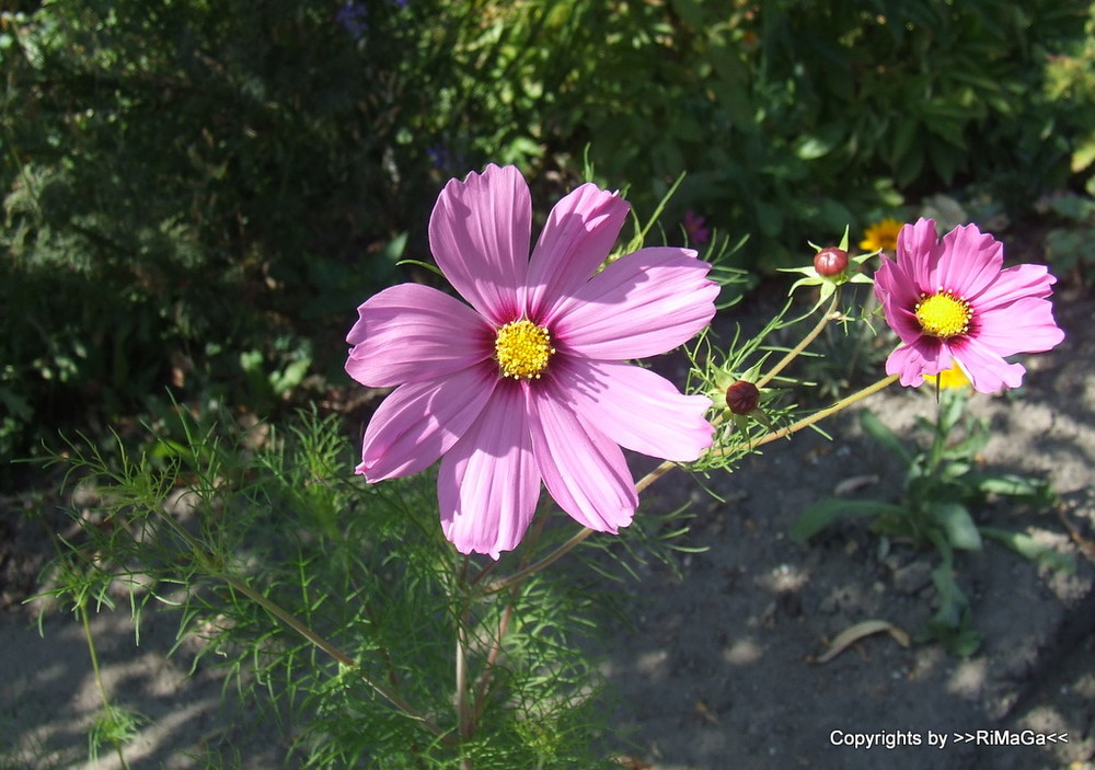 Sommer bei Oma im Garten