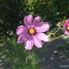 Sommer bei Oma im Garten