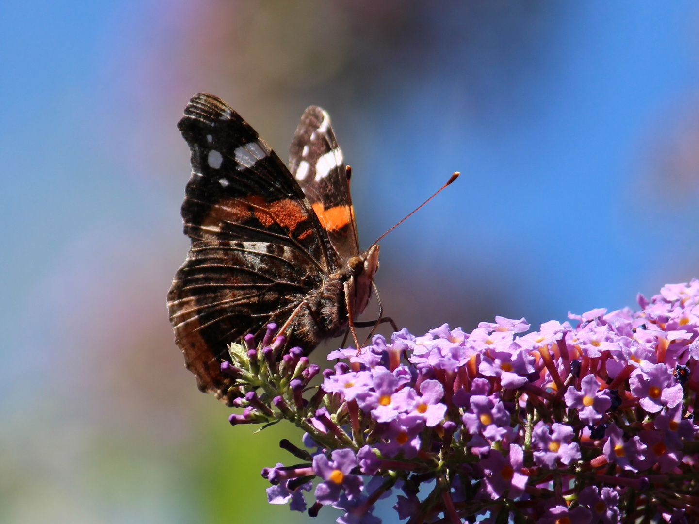 Sommer bei uns im Garten