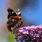 Sommer bei uns im Garten