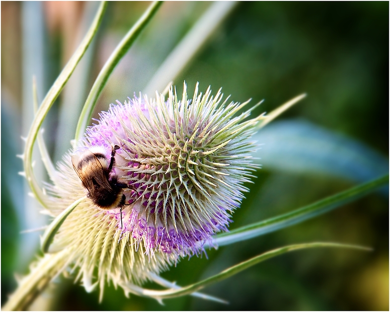 Sommer Biene