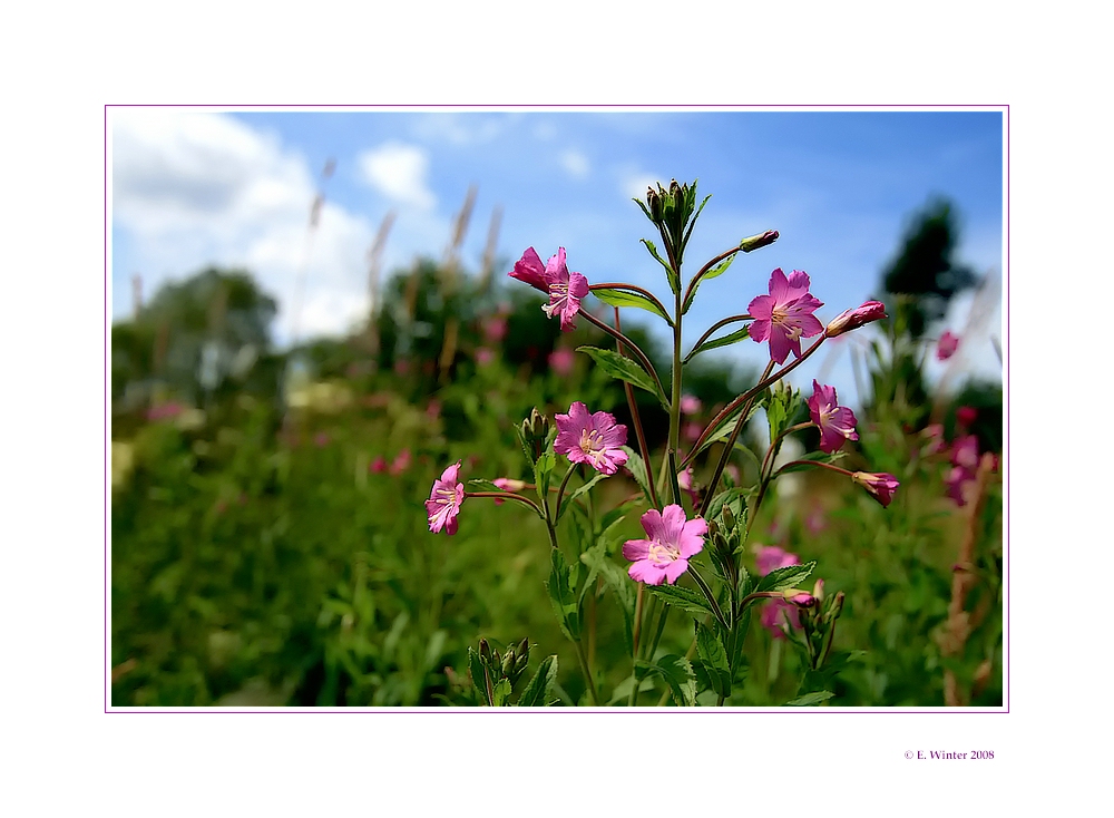 *Sommer-Blümchen*