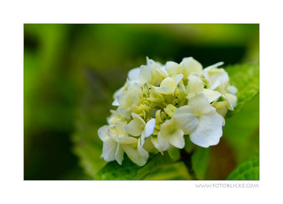 Sommer Blüten