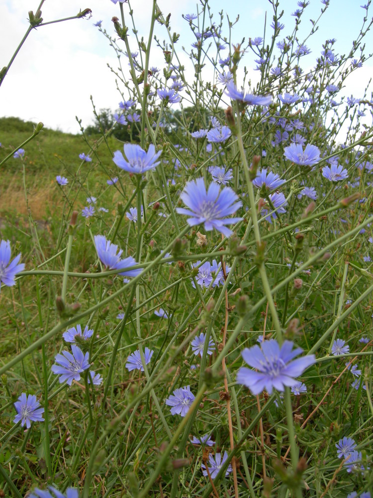 Sommer-Blüten