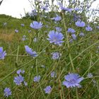 Sommer-Blüten