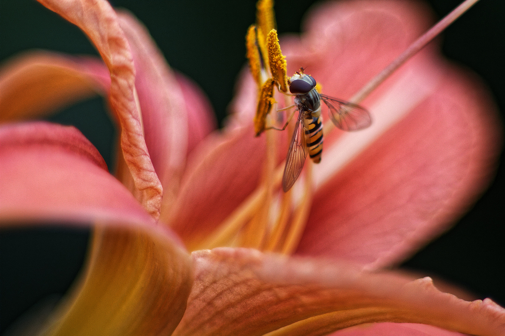 Sommer-Blüten '6