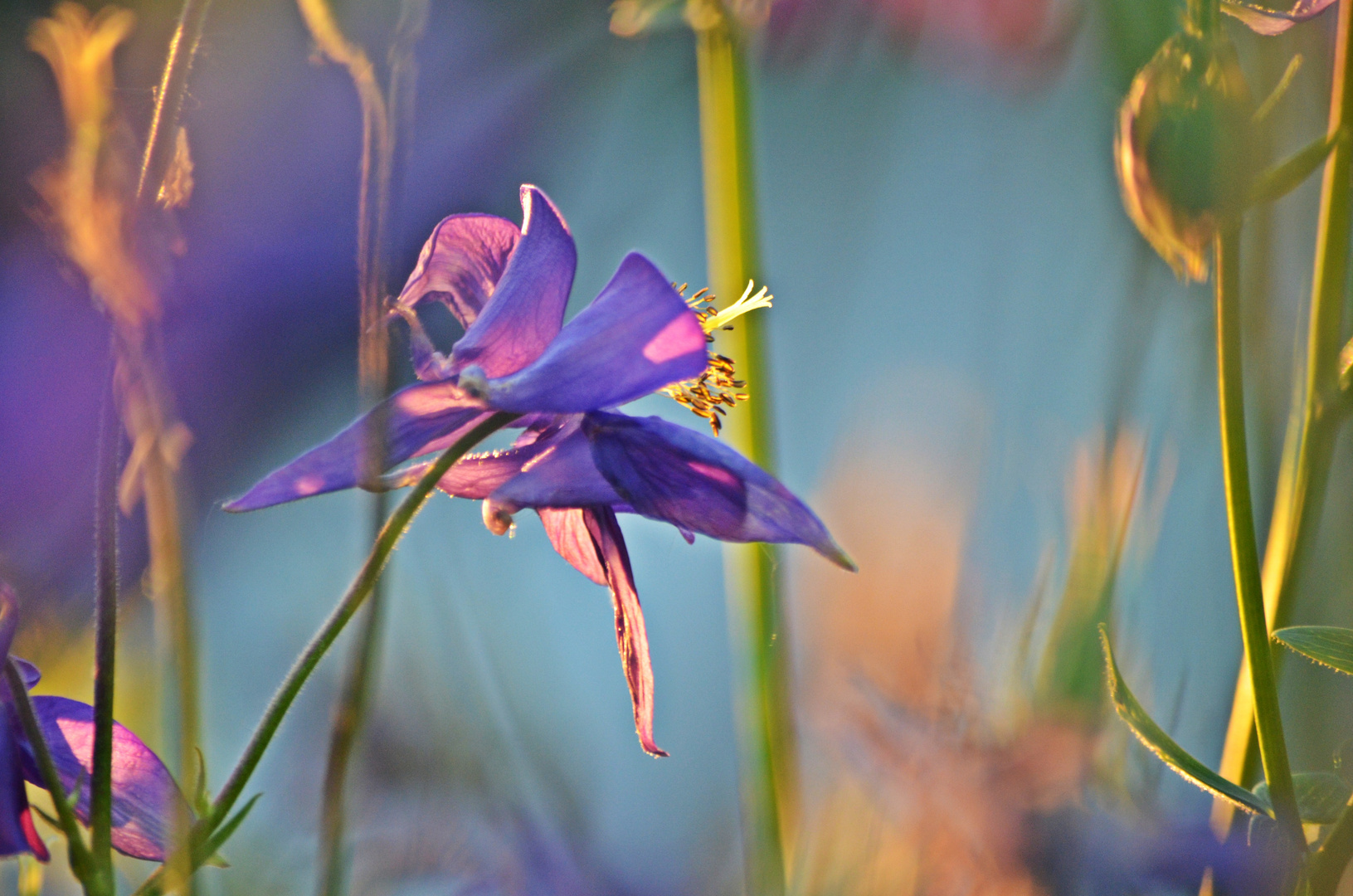 Sommer Blüten