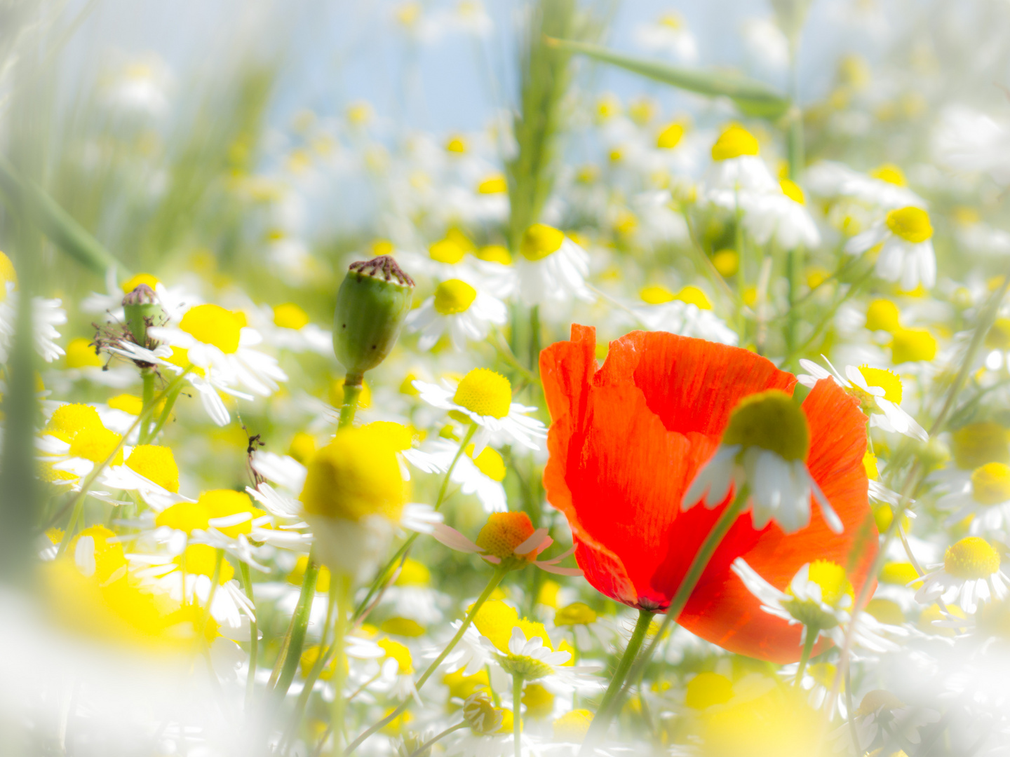 Sommer Blüten - Traum