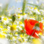 Sommer Blüten - Traum