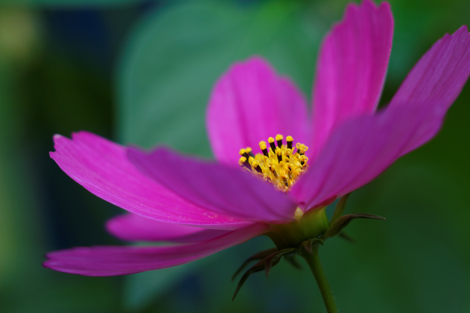 Sommer-Blüten#2