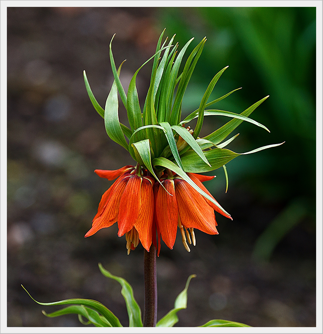 Sommer - Blume