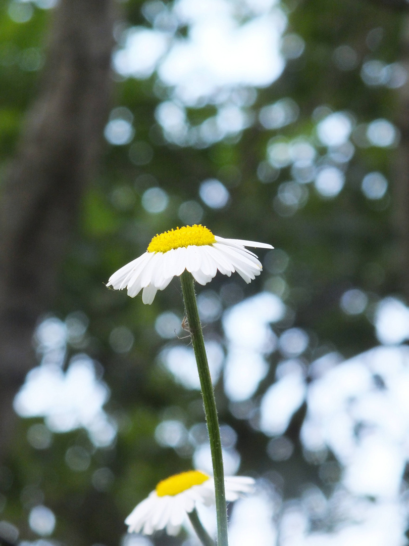 Sommer Blume :)