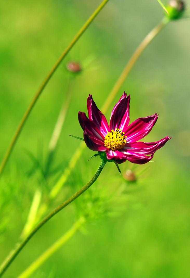 Sommer - Blume die Schöne.