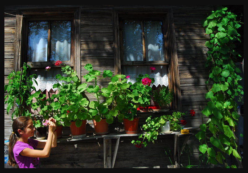 sommer blume im fenster