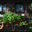 sommer blume im fenster