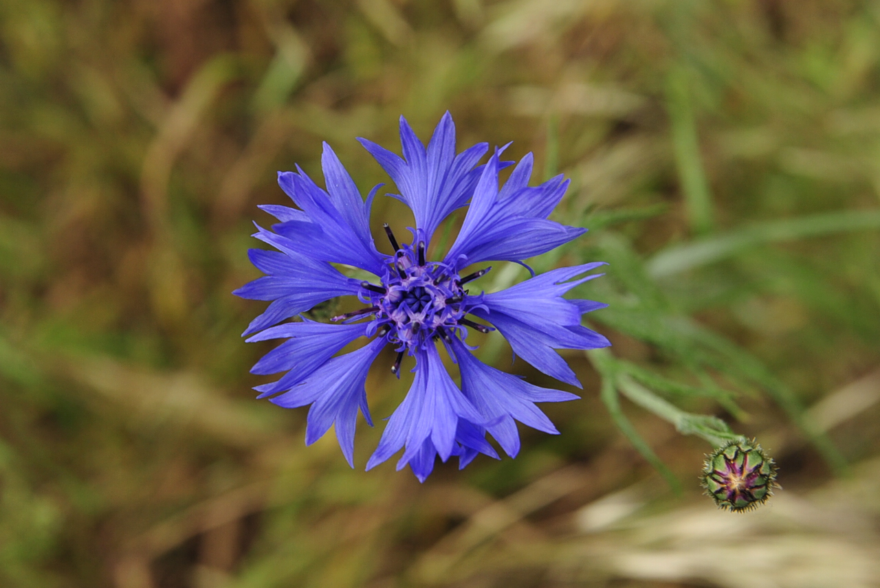 Sommer Blumen 2