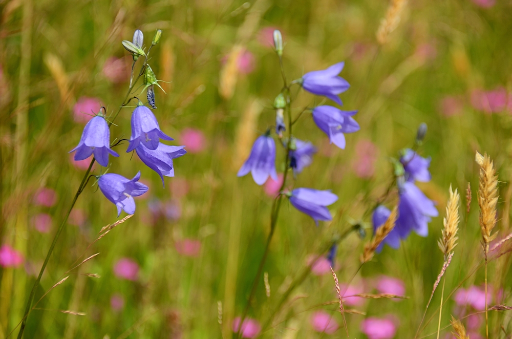 SOMMER - Blumen-3-