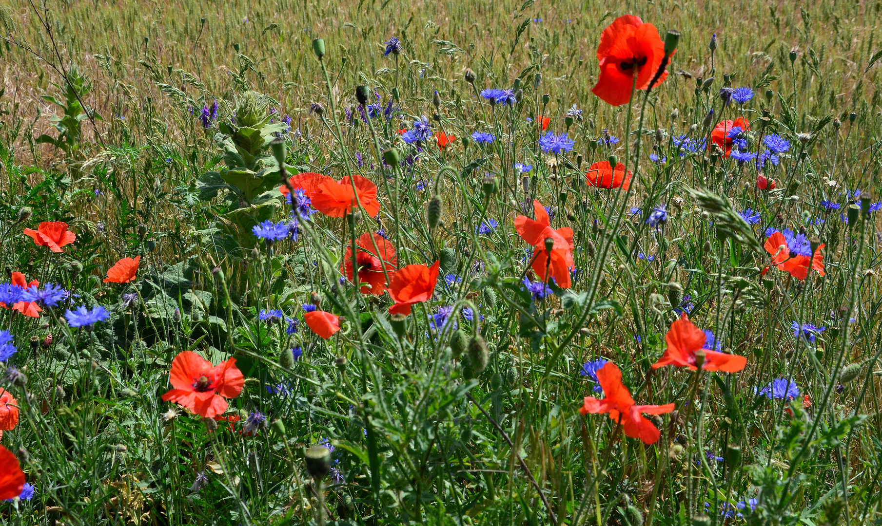 Sommer-Blumen.....