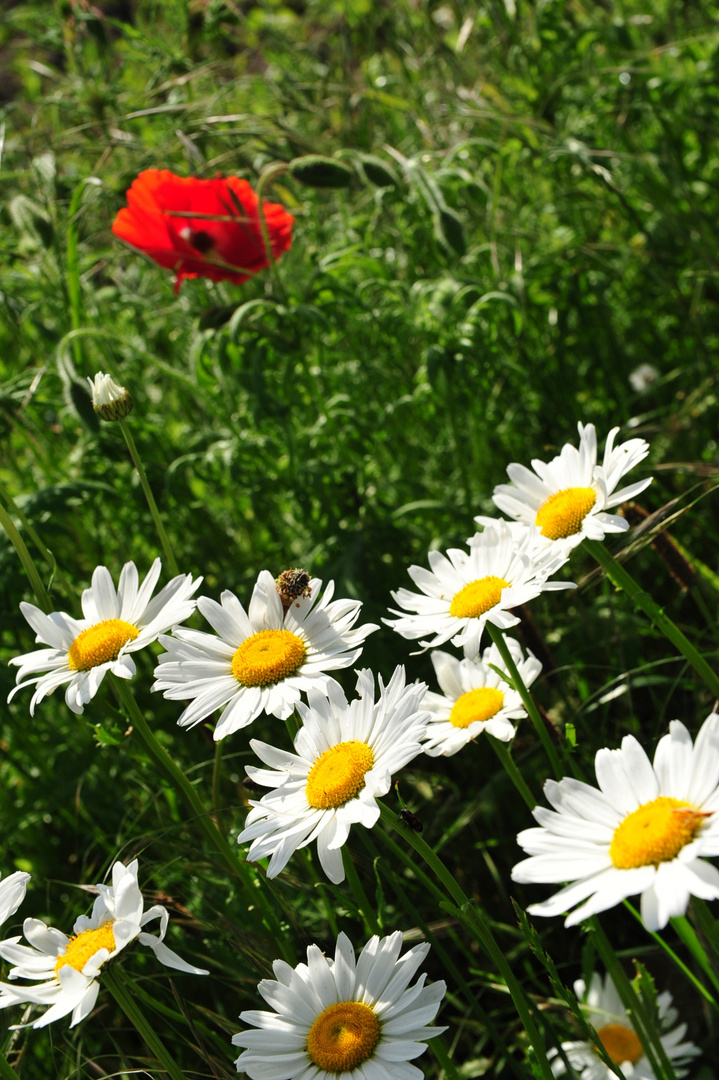 Sommer Blumen