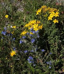 Sommer-Blumen