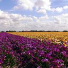 Sommer-Blumen-Teppich