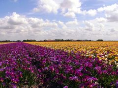 Sommer-Blumen-Teppich